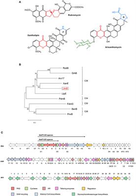 Activation and Characterization of Lanthomicins A–C by Promoter Engineering in Streptomyces chattanoogensis L10